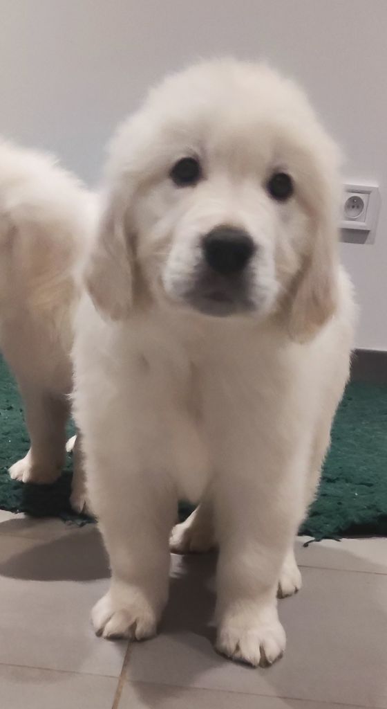 Du Halo Des étoiles - Chiot disponible  - Golden Retriever