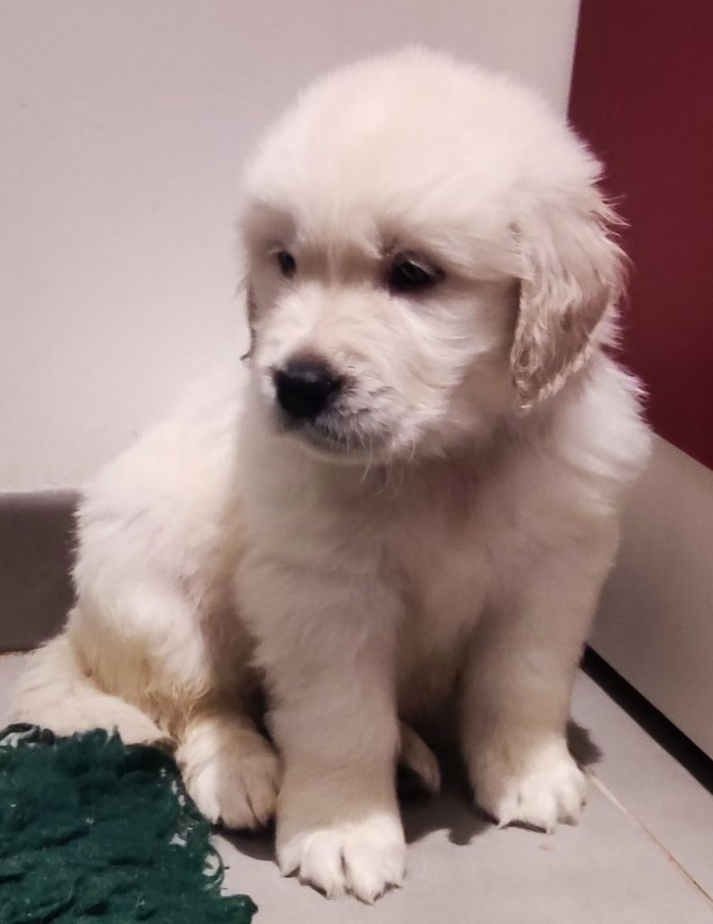 Du Halo Des étoiles - Chiot disponible  - Golden Retriever