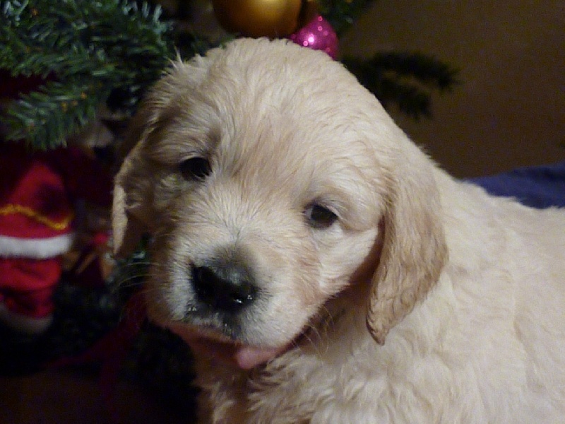 chiots 2012