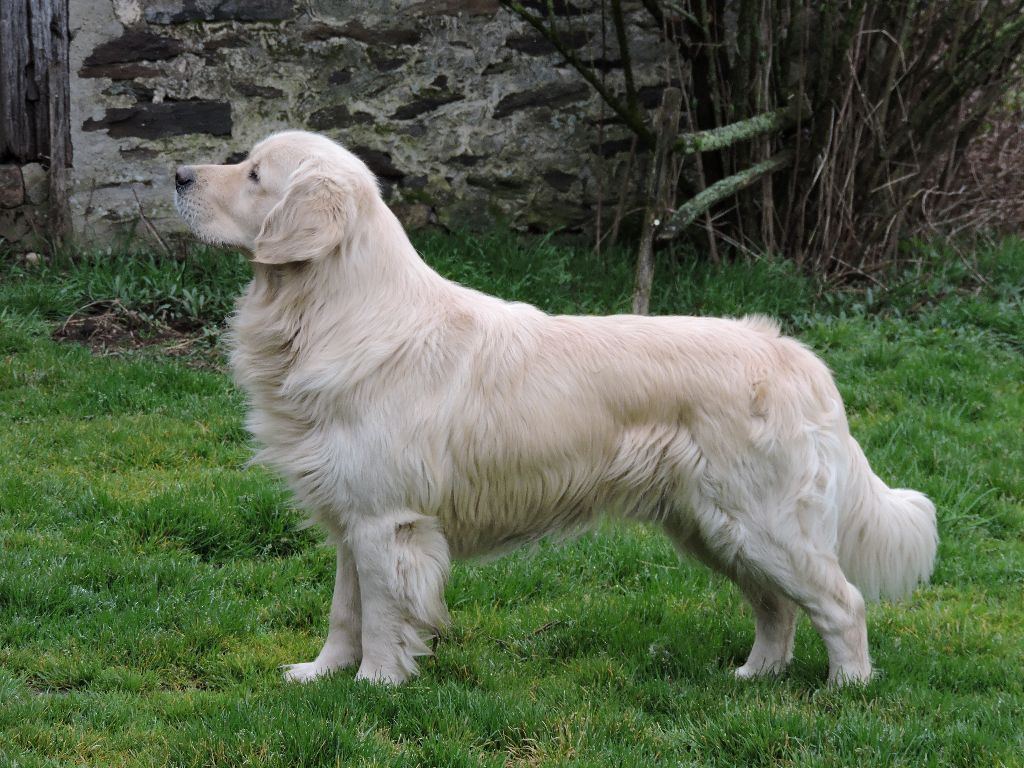 Chiots devenus grands (Heaven/G'Max)