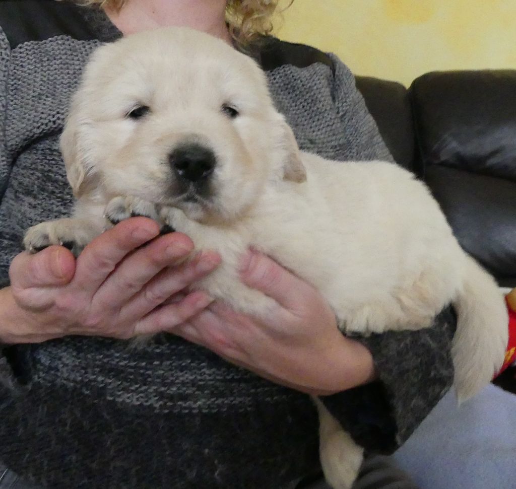 Du Halo Des étoiles - Golden Retriever - Portée née le 05/01/2020